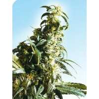 Read Ice cannabis seeds Reviews